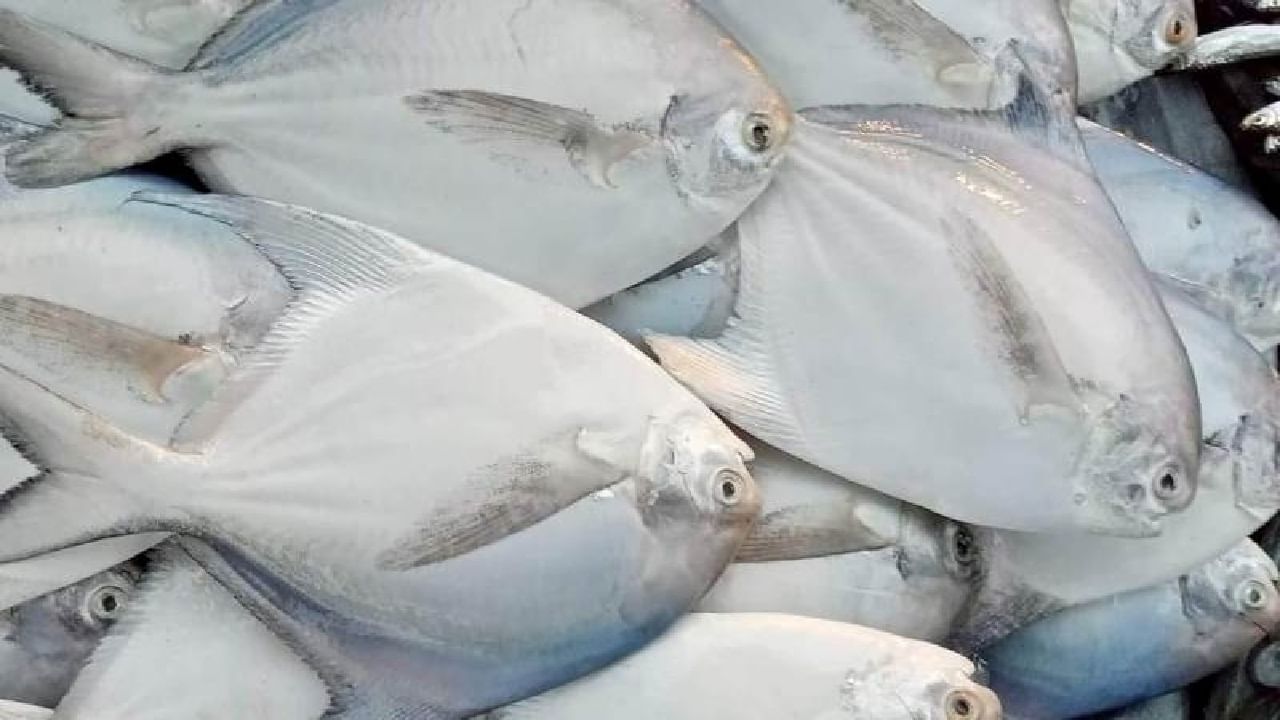 पापलेटमध्ये सहज पचणारे उच्च दर्जाचे प्रथिन असते, जे शरीराच्या वाढीस व स्नायूंच्या दुरुस्तीस मदत करते. हृदयाचे आरोग्य चांगले ठेवण्यासाठी आणि कोलेस्टेरॉल कमी करण्यासाठी उपयुक्त.