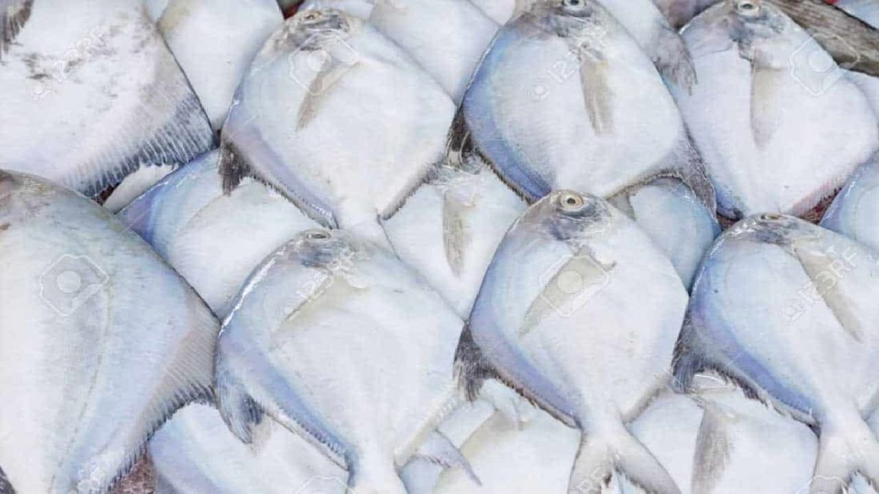 पापलेट मासा तुलनेने कमी तेलकट असल्यामुळे वजन नियंत्रित ठेवण्यासाठी योग्य मानला जातो. व्हिटामिन D व B12 चं प्रमाण अधिक प्रमाणात असतं. ज्यामुळे हाडे मजबूत ठेवणे, मेंदूचे कार्य सुधारणा आणि रक्तनिर्मितीसाठी मदत होते. 