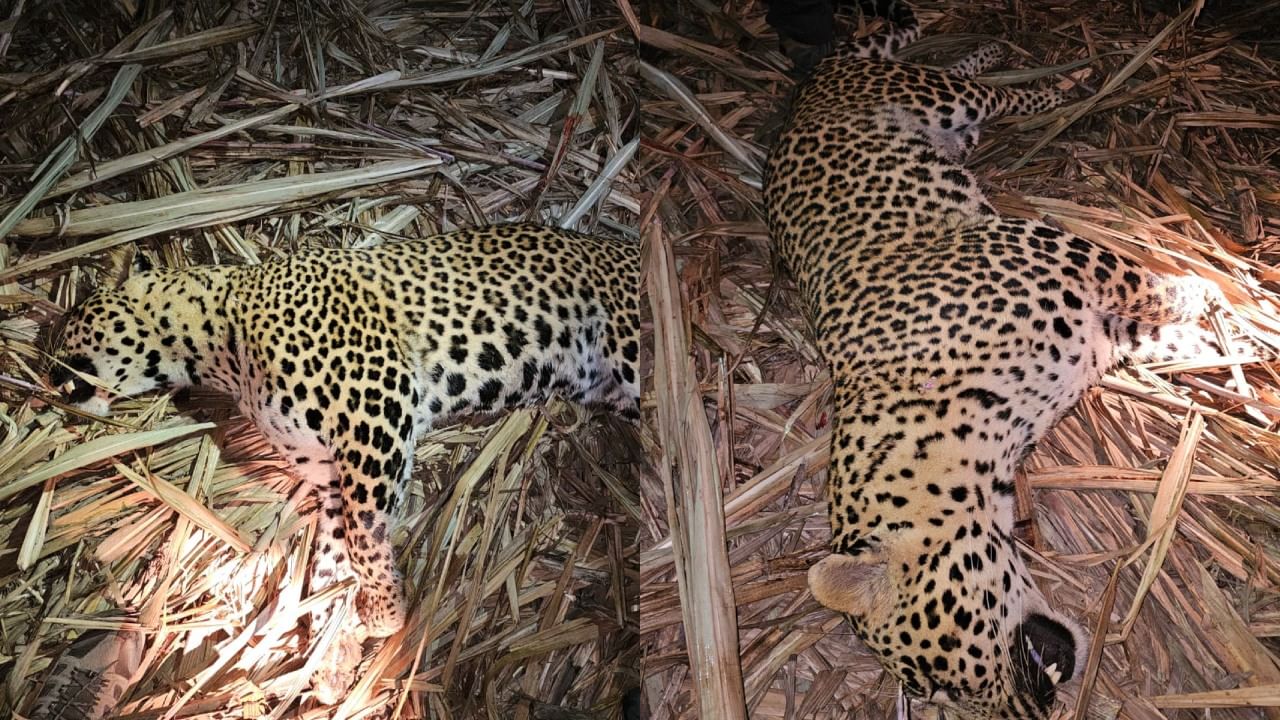 डार्ट चुकला, मग शार्प शूटरने थेट...; पुण्यात मध्यरात्री थरार, 3 जणांचा बळी घेणारा नरभक्षक बिबट्या अखेर ठार