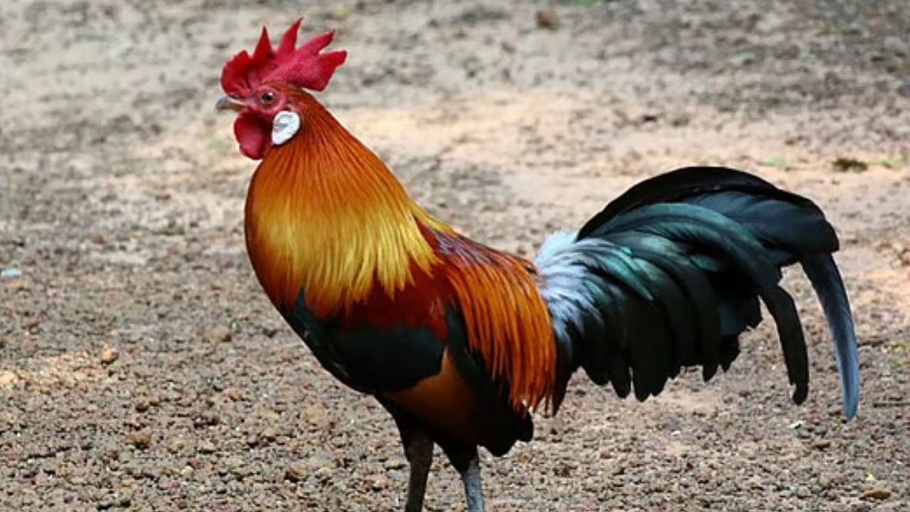 कोंबडा आणि कोंबडीतील फरक म्हणजे कोंबडा मोठा असतो आणि कोंबडी थोडी लहान असते. कोंबड्यावर संपूर्ण कळपाचे रक्षण करण्याची जबाबदारी असते, त्यामुळे त्याचे शरीर शक्तिशाली असते.