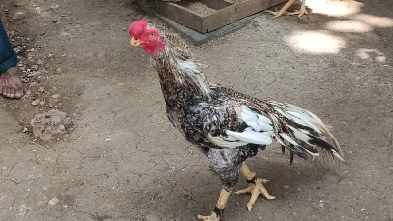 कोंबडा हा नर असतो, तर कोंबडी मादी असते. त्यांच्या आवाजात फरक आहे. कोंबडा मोठ्याने आरवतो. तर कोंबडीचा आवाज हा खूप लहान आणि वेगळा अलतो. तुम्हालाही असा प्रश्न पडला असेल की कोंबडी का आरवत नाही?  