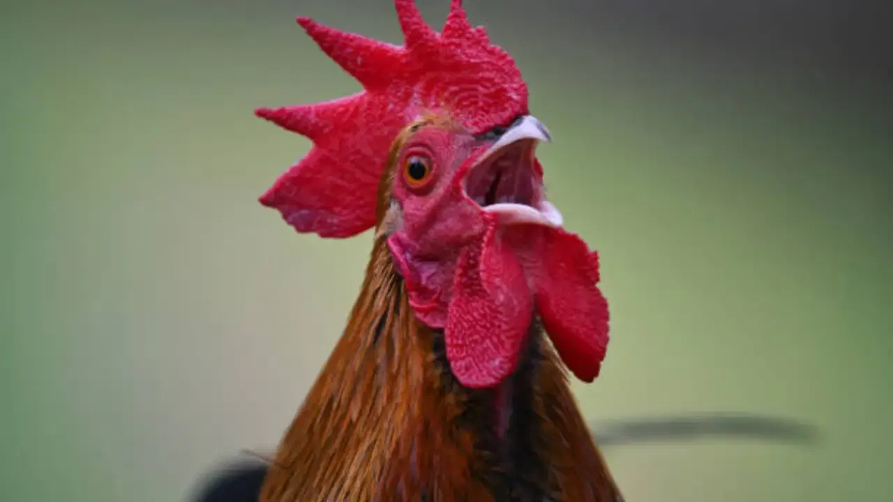 कोंबडा आरवतो कारण त्याच्या शरीरात असलेल्या हार्मोनल क्रियेमुळे आणि जैविक घड्याळामुळे त्याला आरवण्याची प्रेरणा मिळते. मात्र कोंबडीच्या शरीराची रचना आणि हार्मोन्स वेगळे असतात, त्यामुळे ती आरवत नाही.   