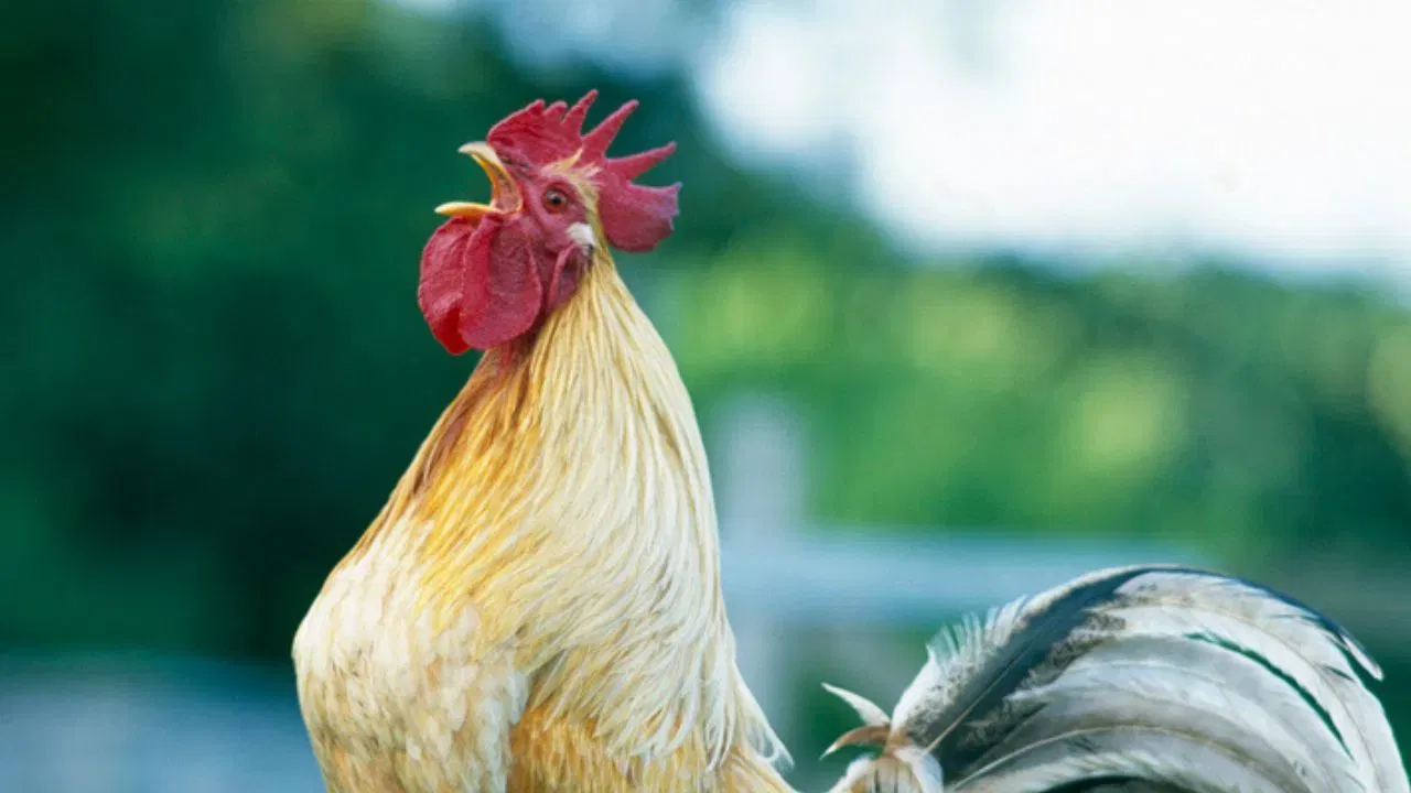 कोंबडा आणि कोंबडीच्या वर्तनातही फरक असतो, कोंबड्याचे वर्तन अधिक आक्रमक असते. तर कोंबडीचा स्वभाव खूपच शांत असतो. मात्र तिचे संरक्षण कोंबडा करतो. 