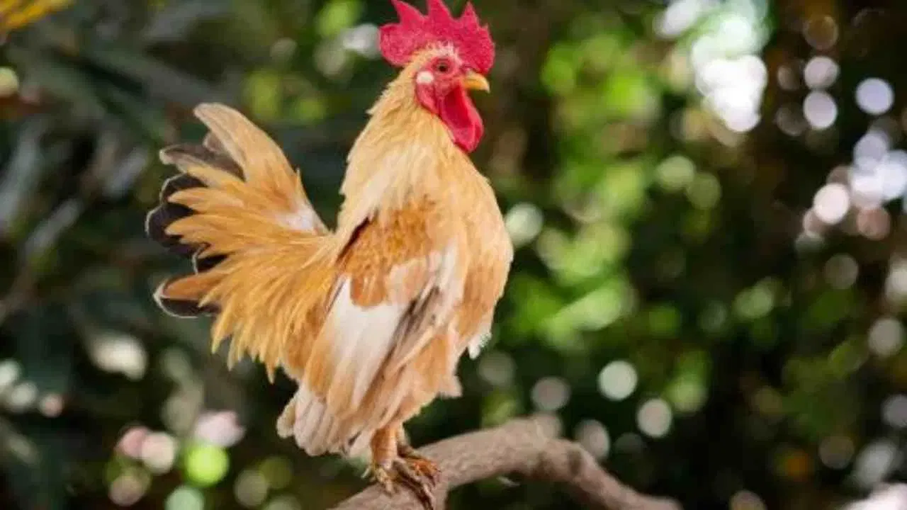 कोंबड्याच्या शरीरात हार्मोनल क्रिया पहाटे सर्वाधिक असते, ज्यामुळे ते पहाटे आरवतात. कोंबड्यांमध्ये जैविक घड्याळ असते, जे प्रकाशातील बदलांनुसार काम करते, सूर्योदयाची चाहुल लागतात कोंबडे आरवतात.  