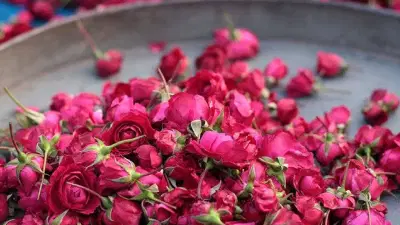 हिवाळ्यात गुलाबाच्या रोपट्याला फुले येत नाहीत? या ट्रिक जाणून घ्या