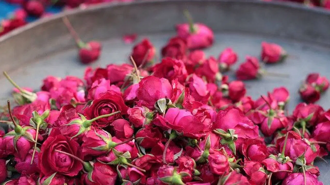 हिवाळ्यात गुलाबाच्या रोपट्याला फुले येत नाहीत? या ट्रिक जाणून घ्या