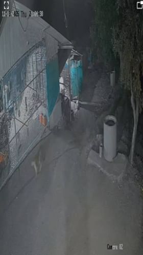 सटाणाच्या बागलाण तालुक्यात बिबट्याचा धुमाकूळ.