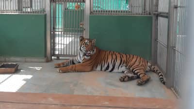 8 दिवस गूढ, मासं खाताना अडकले अन्... राणीबागेतील शक्ती वाघाचा मृत्यू नेमका कशामुळे? माहिती समोर