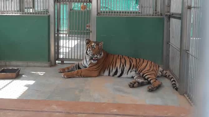8 दिवस गूढ, मासं खाताना अडकले अन्... राणीबागेतील शक्ती वाघाचा मृत्यू नेमका कशामुळे? माहिती समोर