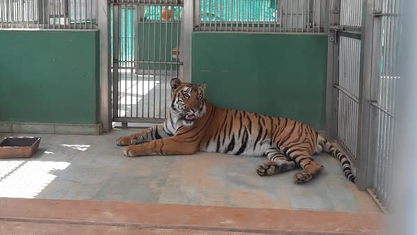 8 दिवस गूढ, मासं खाताना अडकले अन्... राणीबागेतील शक्ती वाघाचा मृत्यू नेमका कशामुळे? माहिती समोर
