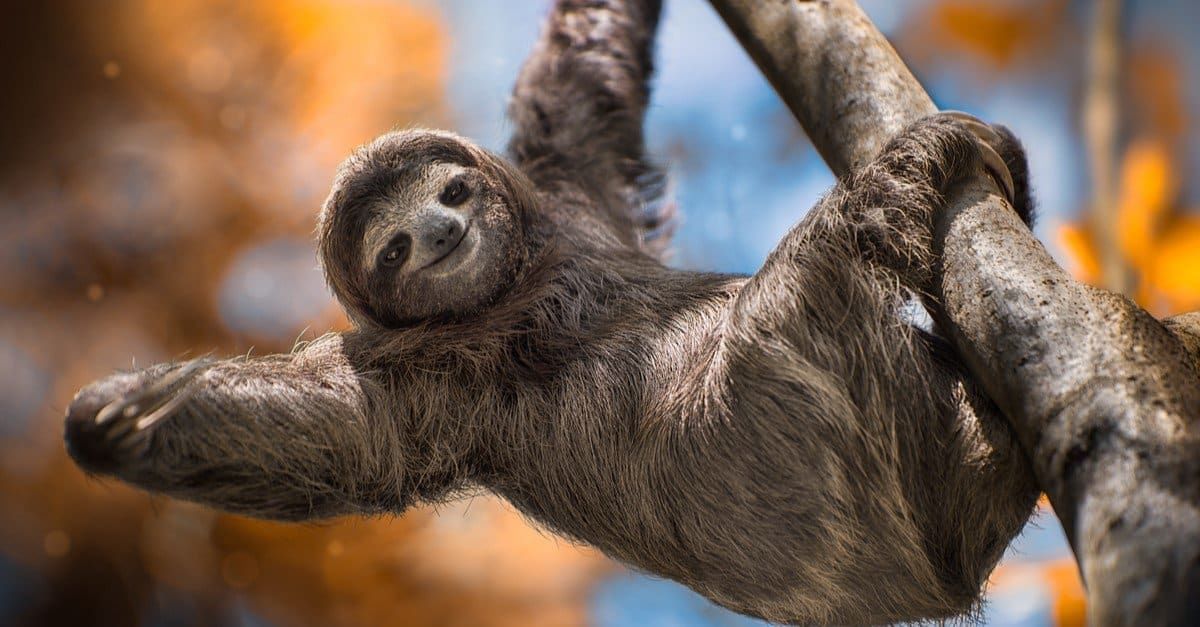 Three-Toed Sloth : तीन बोटे असलेले स्लॉथ हे पृथ्वीवरील सर्वात हळू हालचाल करणाऱ्या प्राण्यांपैकी एक आहेत. हे प्राणी मध्य आणि दक्षिण अमेरिकेत राहतात, झाडांवर दिवसाचा १५ ते २० तास घालवतात. स्लॉथच्या पायांवरील तीन बोटांना धारदार नखे असतात. परंतु ते हल्ला करत नाहीत. त्याऐवजी, ते अन्नाच्या शोधासाठी झाडांवर उंच चढण्यासाठी या नखांचा वापर करतात. स्लॉथची चयापचय क्रिया मंद असते, म्हणूनच ते ऊर्जा वाचवण्यासाठी खूप हळू हालचाल करतात.ते झाडांची पाने खाऊन जगत असतात.