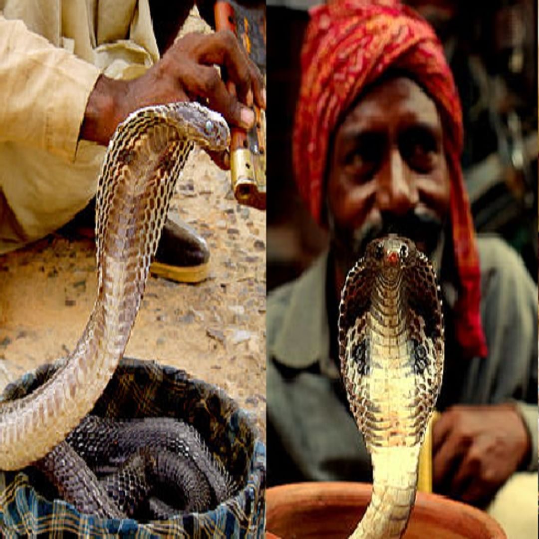  तसेच असेही म्हटले जाते की गारुडीच्या पुंगीच्या आवाजाचे व्हायब्रेशन जाणवते. त्या आवाजाची कंपने त्याला जाणवतात.त्यामुळे जेव्हा गारुडी पुंगी वाजवताना थोडासा डोलत असतो त्या पुंगीतून येणाऱ्या आवाजाच्या व्हायब्रेशन जसे जसे जाणवते तसा साप/ नागही डोलू लागतो. 