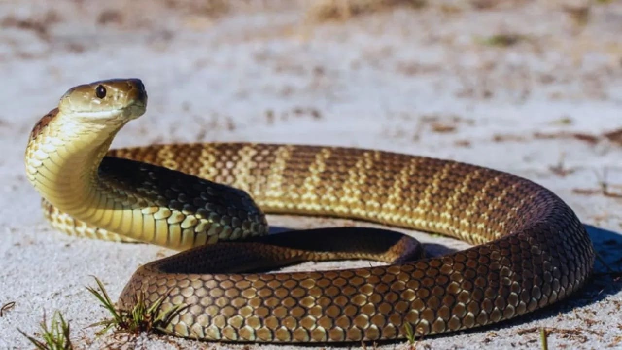 सापांना घरात येण्यापासून रोखण्यासाठी 5 घरगुती उपाय, जाणून घ्या