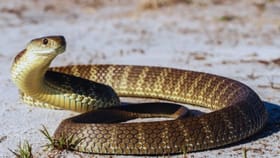 सापांना घरात येण्यापासून रोखण्यासाठी 5 घरगुती उपाय, जाणून घ्या