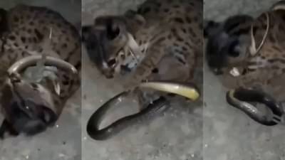 Viral Video: साप आणि मांजरीत चांगलीच जुंफली, नंतर जे घडलं… व्हिडीओ पाहून विश्वास बसणार नाही!