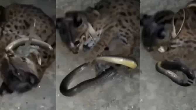Viral Video: साप आणि मांजरीत चांगलीच जुंफली, नंतर जे घडलं… व्हिडीओ पाहून विश्वास बसणार नाही!