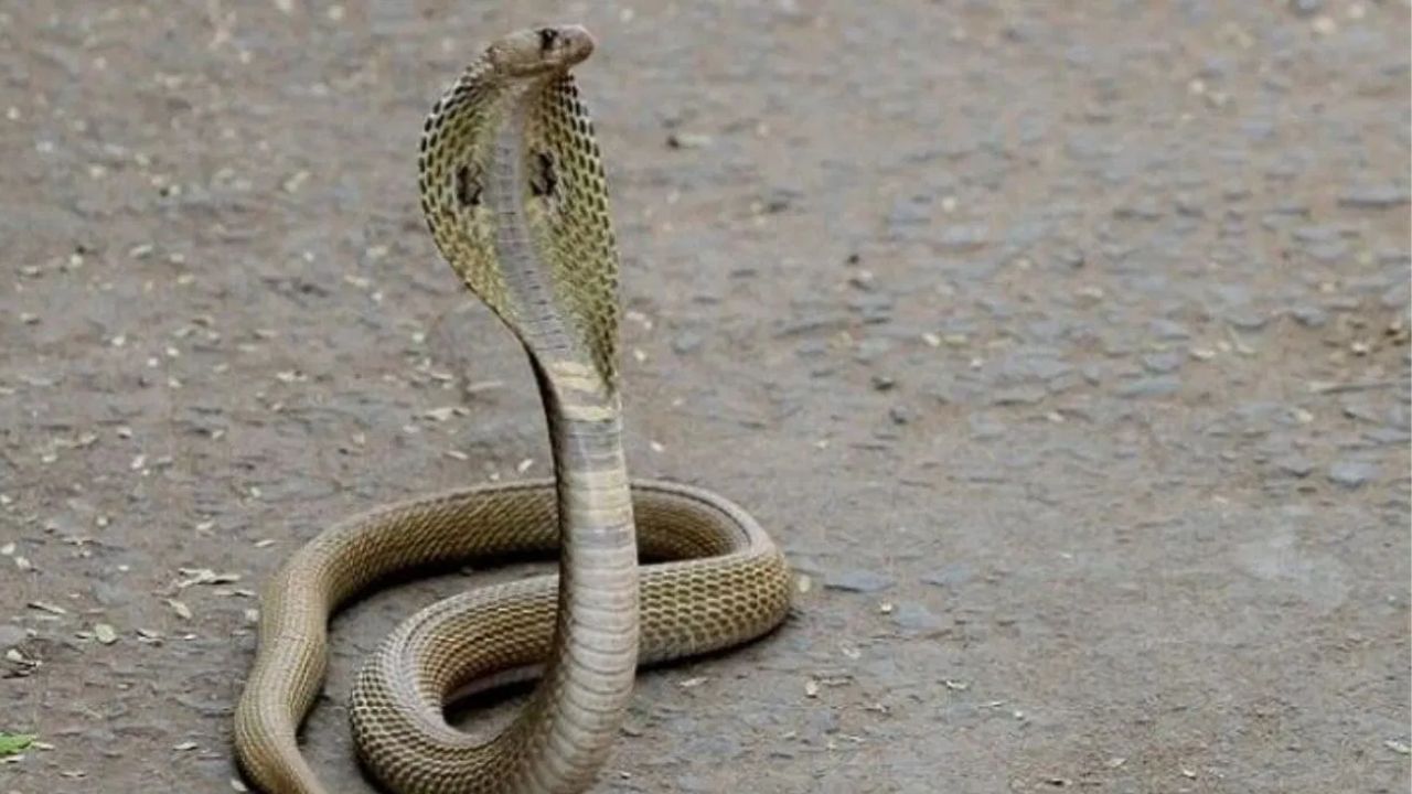 अनेकदा असे होते की दोन साप चुकून किंवा जाणूनबुजून एकमेकांना चावतात. मारमारी दरम्यान किंवा अन्नासाठी दोन साप एकमेकांना चावतात.  