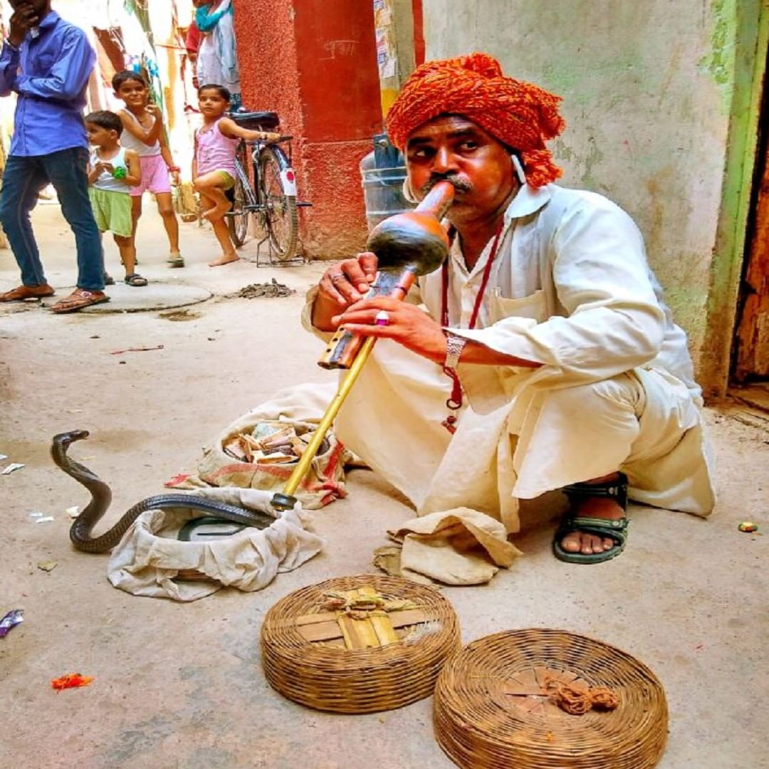  बऱ्याचदा, गारुड्याचा खेळ आपण लहानपणी पाहिला असेल. गारुड्याने पुंगी वाजवताच साप/ नाग त्या तालावर डोलायला लागायचा. हे  पाहण्यासाठी, शेकडो लोक त्या गारुड्याभोवती गर्दी करायचे. लोकांना सापाचे ते डोलणारे नृत्य पाहून नक्कीच आश्चर्य वाटायचं.