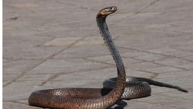 फक्त 10 रुपये खर्च, अन् परत आयुष्यात कधीच साप तुमच्या घरात येणार नाही