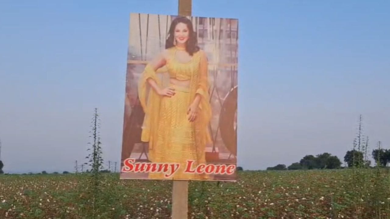 नजर लागू नये म्हणून चक्क सनी लियोनीचा फोटो शेतात लावला; शेतकऱ्याच्या करामतीने गावकरी खो खो हसले