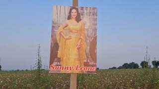 नजर लागू नये म्हणून चक्क सनी लियोनीचा फोटो शेतात लावला; शेतकऱ्याच्या करामतीने गावकरी खो खो हसले