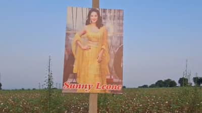 नजर लागू नये म्हणून चक्क सनी लियोनीचा फोटो शेतात लावला; शेतकऱ्याच्या करामतीने गावकरी खो खो हसले