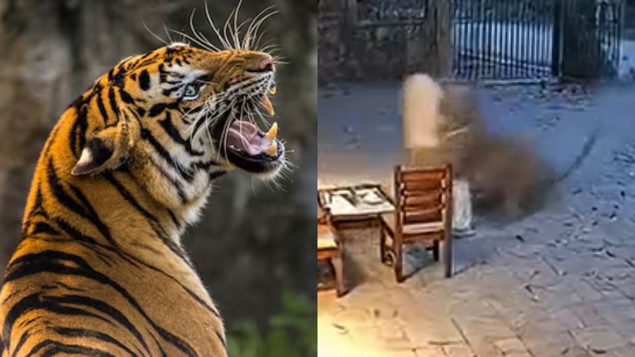 Video: चंद्रपूरमध्ये वाघाचा एका व्यक्तीवर हल्ला, नेटकरी म्हणाले AI ची कमाल… नेमकं सत्य काय?