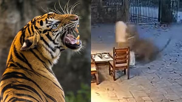 Video: चंद्रपूरमध्ये वाघाचा एका व्यक्तीवर हल्ला, नेटकरी म्हणाले AI ची कमाल... नेमकं सत्य काय?