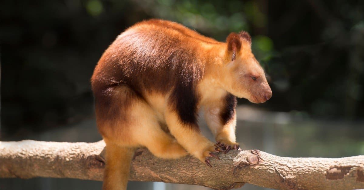 Tree Kangaroo : ट्री कांगारु देखील झाडांवर रहातात. ते ऑस्ट्रेलिया आणि इंडोनेशियाच्या जंगलात राहातात. ट्री कांगारूंच्या दहापेक्षा जास्त वेगवेगळ्या प्रजाती आहेत, त्यांच्या शरीरावर केस असातत, गोलाकार कान आणि लांब शेपटी असते. झाडांवरील कांगारू प्राणी हे सर्वभक्षी आहेत. ते साप, पक्षी, पक्ष्यांची अंडी, काजू, झाडाची साल आणि रस खातात. त्यांच्या बहुतेक प्रजाती अधिवास नष्ट झाल्यामुळे धोक्यात आल्या आहेत.