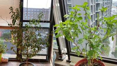 घरासमोरील तुळस वाळणे हा धोक्याचा संकेत? जाणून घ्या