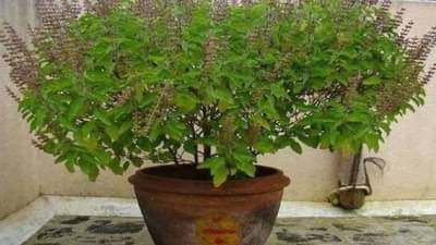 90 टक्के लोकांना तुळशीच्या मंजुळा तोडण्याचे नियम माहिती नाहीत, जाणून घ्या
