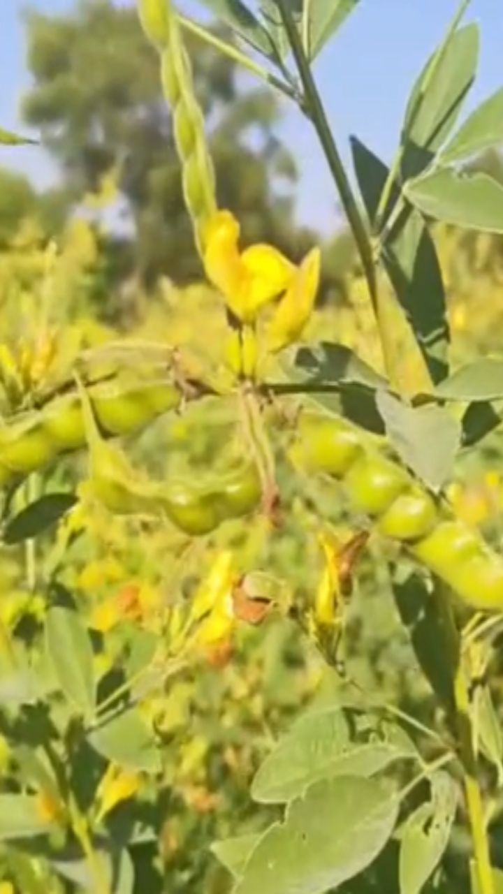 बुलढाणा : तूर पीक शेंगांनी लदबदले, शेतकऱ्यांना भरघोस उत्पन्नाची अपेक्षा