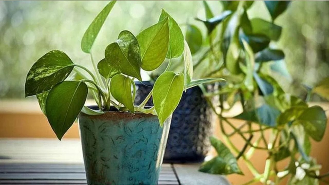 Vastu Shastra : घराच्या दक्षिण दिशेला चुकूनही लावू नका ही झाडं, ...तर तिजोरी खाली झालीच म्हणून समजा