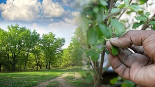 Vastu Shastra : घरात चुकूनही लावू नका हे झाड, नाहीतर बरबाद झालाच म्हणून समजा, मिळतं भांडणाला आमंत्रण