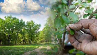 Vastu Shastra : घरात चुकूनही लावू नका हे झाड, नाहीतर बरबाद झालाच म्हणून समजा, मिळतं भांडणाला आमंत्रण