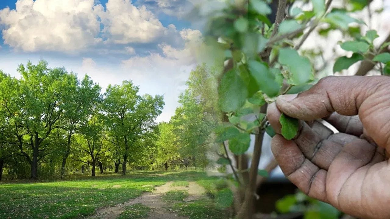 Vastu Shastra : घरात चुकूनही लावू नका हे झाड, नाहीतर बरबाद झालाच म्हणून समजा, मिळतं भांडणाला आमंत्रण