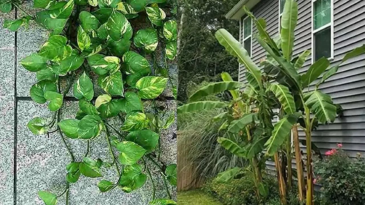 Vastu Tips : गुडलकसाठी घरात लावा ही 3 झाडं, नशीब घोड्यासारखं धावेल