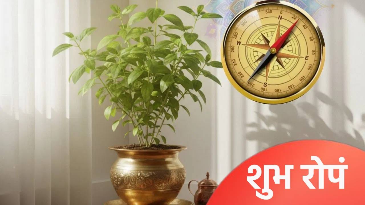 घराच्या प्रवेशद्वारावर ‘ही’ रोपे लावा, लक्ष्मी चालून येईल, जाणून घ्या