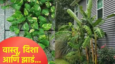 कोणत्या दिशेला रोप लावणे अशुभ मानले जाते? जाणून घ्या हे वास्तु नियम