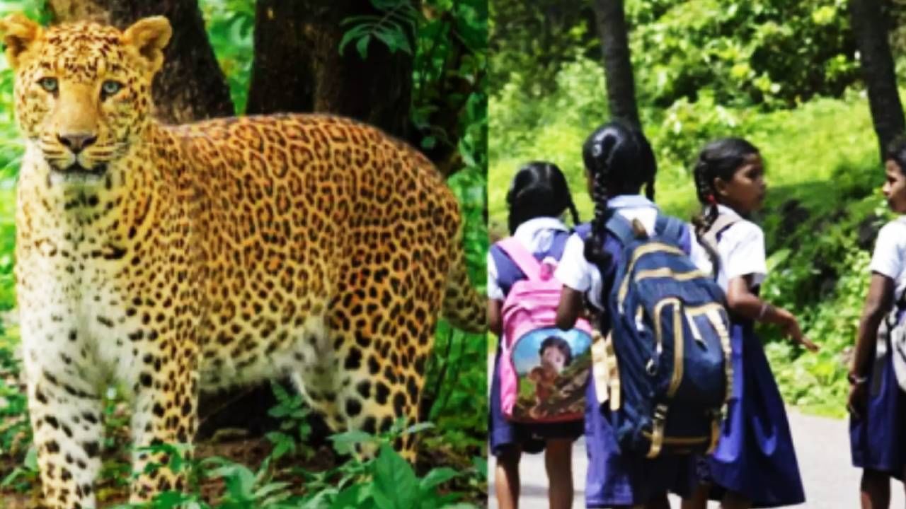 Leopard Attack: 11 वर्षाच्या मुलावर बिबट्याचा हल्ला, शाळेच्या दप्तरामुळे असा वाचला जीव, काय घडला थरार?