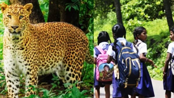 Leopard Attack: 11 वर्षाच्या मुलावर बिबट्याचा हल्ला, शाळेच्या दप्तरामुळे असा वाचला जीव, काय घडला थरार?
