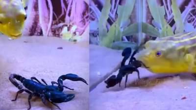 Viral video: माशाने विषारी विंचवाला जिवंत गिळलं अन्... व्हिडीओ पाहून तुम्हीही थक्क व्हाल