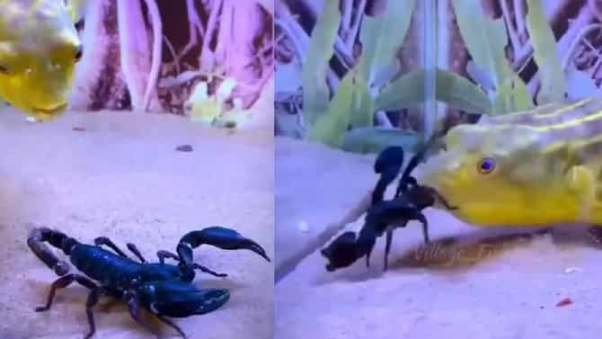 Viral video: माशाने विषारी विंचवाला जिवंत गिळलं अन्... व्हिडीओ पाहून तुम्हीही थक्क व्हाल
