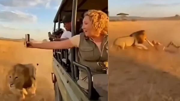 Viral Video: ती सेल्फी घेत होती, पाठून सिंह आला अन्... थरकाप उडवणारा व्हिडीओ व्हायरल