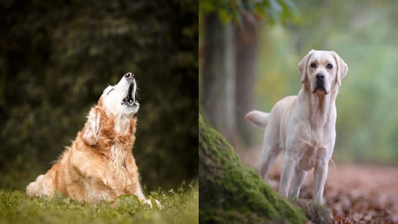 रात्री घराबाहेर कुत्रा ओरडणे हे अशुभ का मानले जाते? नक्की कसले संकेत असतात