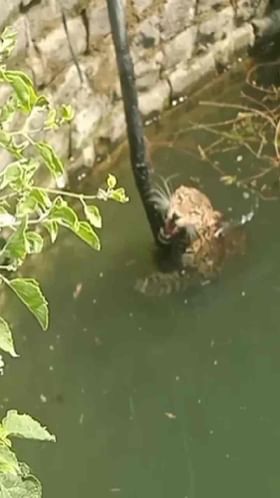 बिबट्याला ठार करा, अहिल्यानगरमध्ये महिला आक्रमक.