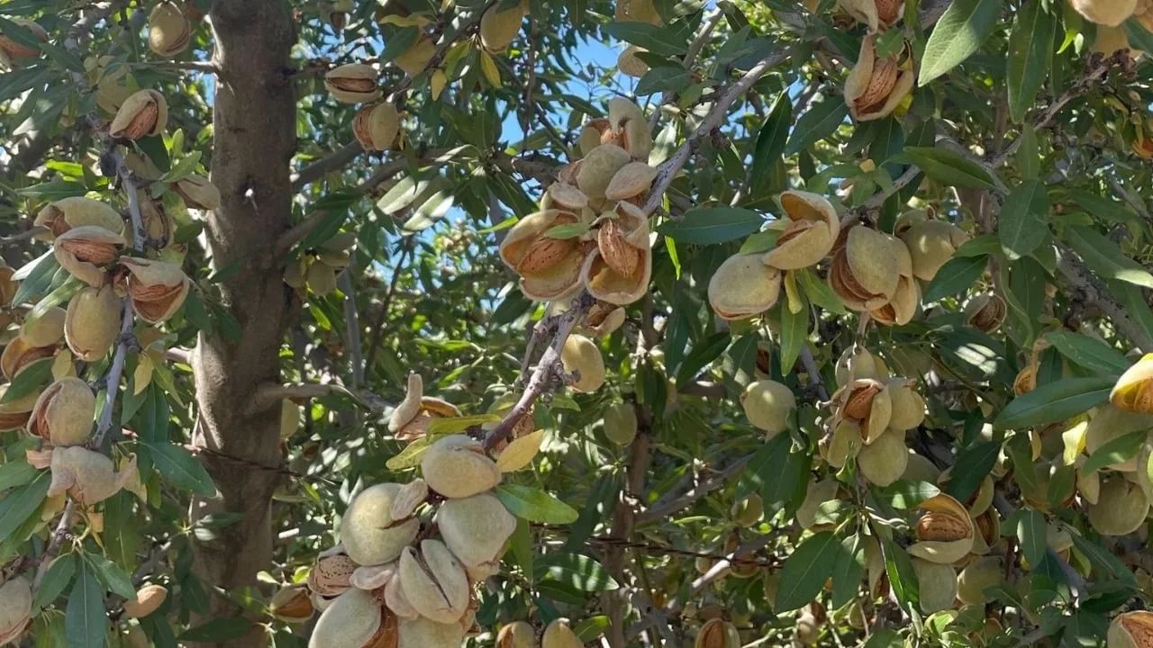 भारतात बदामांची लागवड मोठ्या प्रमाणात केली जाते. बदाम स्वादिष्ट असतात. बदाम आणि त्यांची पाने औषध म्हणून देखील वापरली जातात. पण आपण पाहिले असेल की काही घरांच्या बाहेर बदामाची झाडे आढळतात, मग घराच्या आत किंवा बाहेर बदामाचे झाड लावणे शुभ आहे की अशुभ? चला जाणून घेऊया वास्तू काय म्हणतो.
