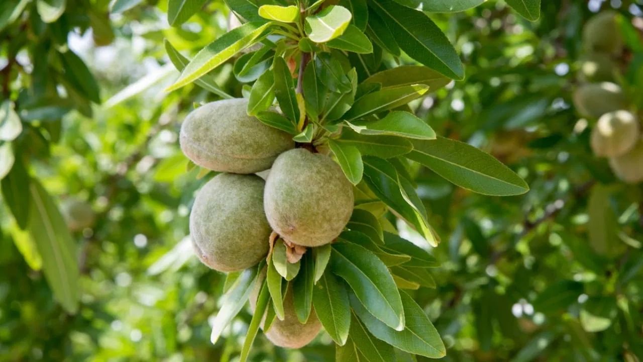 घराच्या आत किंवा बाहेर बदामाचे झाड लावणे खूप शुभ मानले जाते. साधारणपणे नैऋत्य दिशेला ते लावणे खूप महत्वाचे मानले जाते. घरात बदामाचे झाड लावल्याने घरात सुख-समृद्धी वाढते.