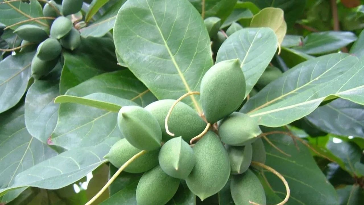 तुम्ही घरी कुंड्यांमध्ये बदामाची रोपे देखील लावू शकता आणि नंतर ती वाढताना मोकळ्या जागेत लावावी. बदामची झाडे व्यवसायात प्रगती आणतात आणि तुमच्या घरात शांती देखील आणतात.