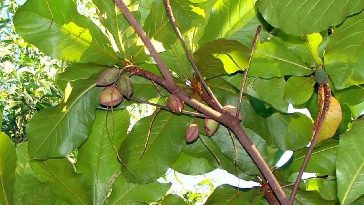 जर बदामाचे झाड घराबाहेर असेल तर ते उन्हाळ्यात लिंबाच्या झाडाइतकेच थंडावा देते, म्हणून घरात बदामाचे झाड लावणे खूप शुभ आहे.